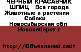 ЧЕРНЫЙ КРАСАВЧИК ШПИЦ - Все города Животные и растения » Собаки   . Новосибирская обл.,Новосибирск г.